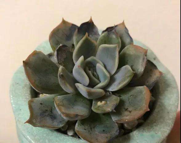 阴雨天露养 怎么防止泡水烂根