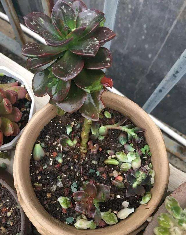 阴雨天露养 怎么防止泡水烂根