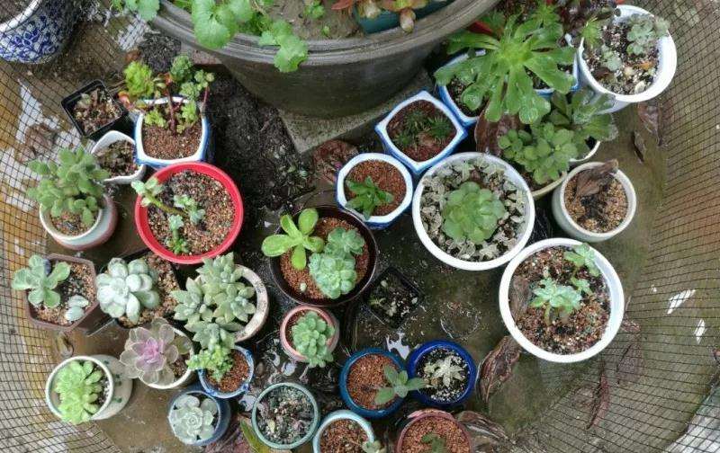 阴雨天露养 怎么防止泡水烂根