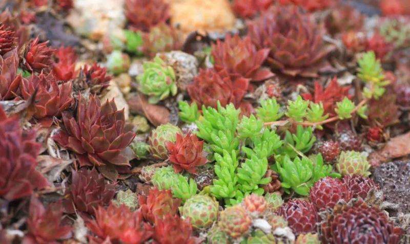 多肉怎么露养的4个关键因素