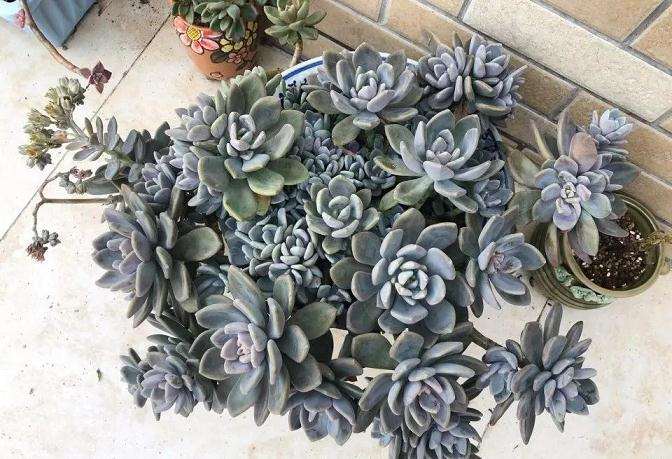 多肉怎么露养的4个关键因素