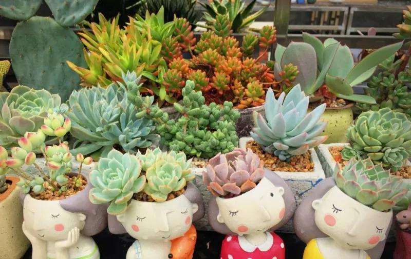 多肉怎么露养的4个关键因素