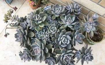 多肉怎么露养的4个关键因素 图片