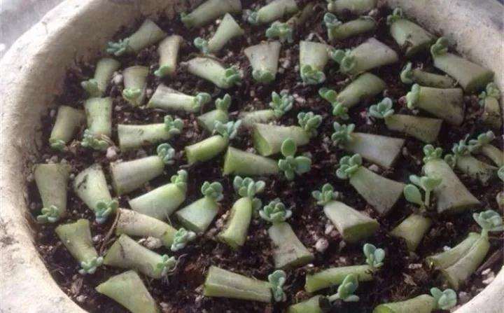 冬美人多肉怎么叶插的成功高