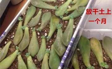 冬美人多肉怎么叶插的成功高