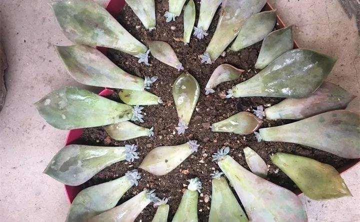 初恋多肉随便扦插了20个 都发芽了