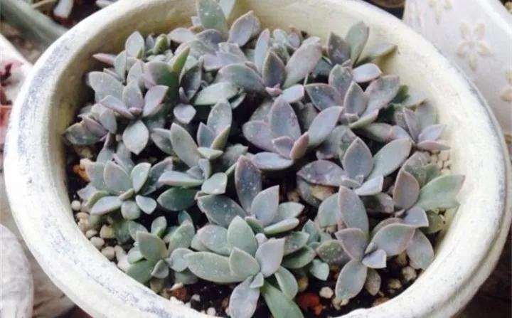 初恋多肉随便扦插了20个 都发芽了