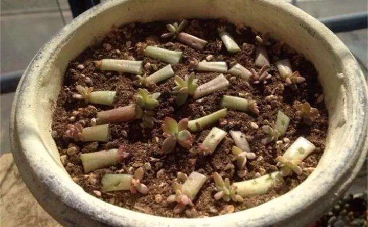 初恋多肉随便扦插了20个 都发芽了