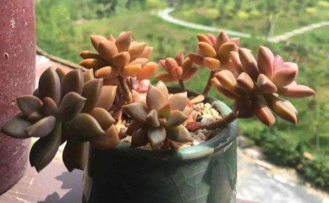 姬胧月多肉夏季怎么养护的2个要点