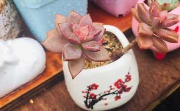 姬胧月多肉夏季怎么养护的2个要点