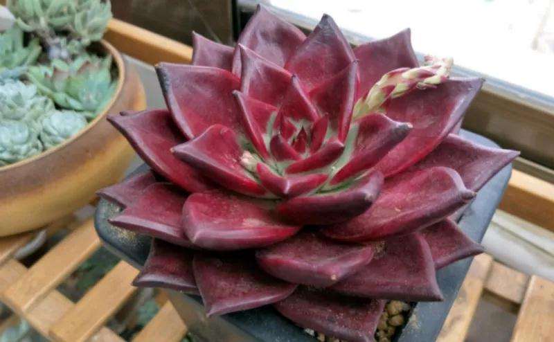 罗宾多肉夏季怎么养护的2个要点 