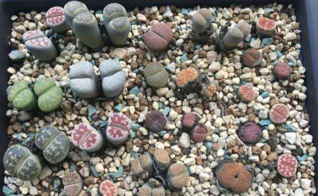 生石花多肉夏季怎么养护的2个要点