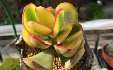 落日之雁多肉夏季怎么养护的2个要点