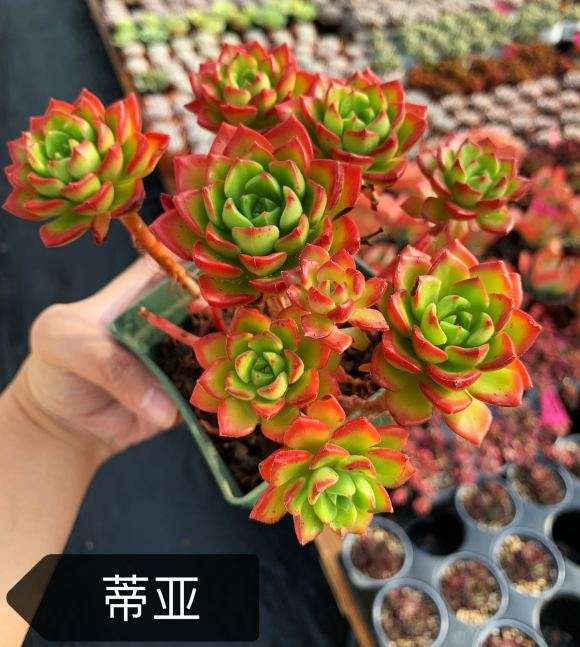 丰台多肉大棚在哪里 求地址