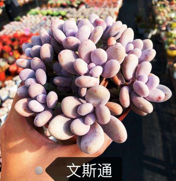 丰台多肉大棚在哪里 求地址