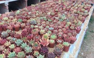 锦州哪里有多肉大棚 求地址