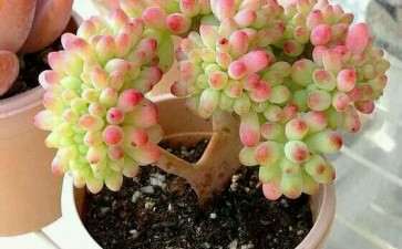 求问下威海的多肉大棚的地址