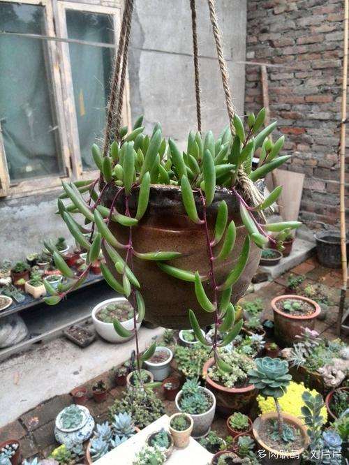 鞍山肉大棚的地址都在哪里