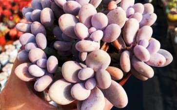 鞍山多肉大棚的地址都在哪里 图片