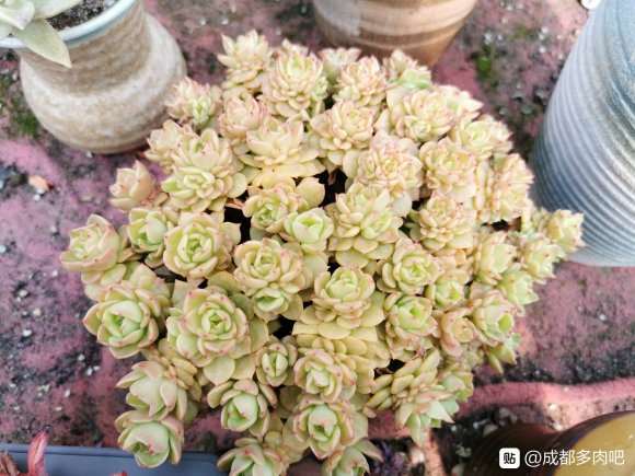 温江多肉大棚地址在哪里