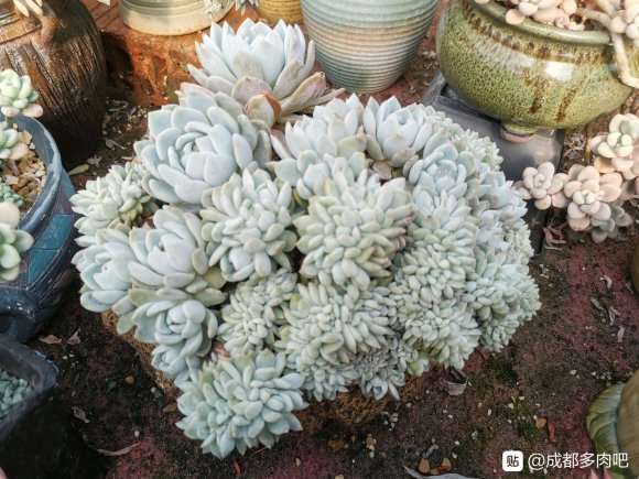 温江多肉大棚地址在哪里