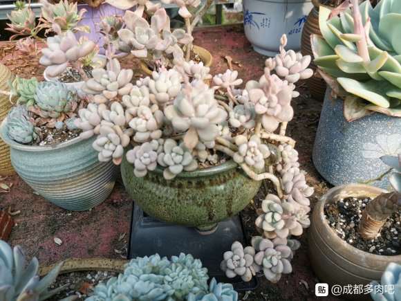 温江多肉大棚地址在哪里