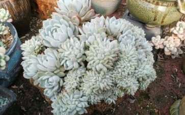 温江多肉大棚地址在哪里 出售多肉