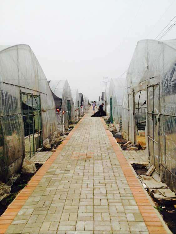 搭建大棚种植多肉 应该准备些什么