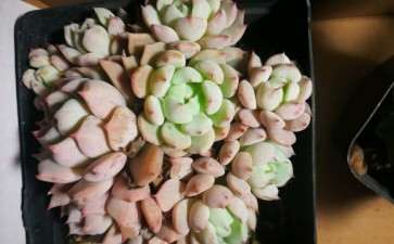 北京通州多肉大棚地址 在哪里 想去看