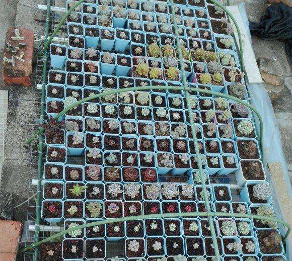 广东地区多肉大棚的商家地址在哪里