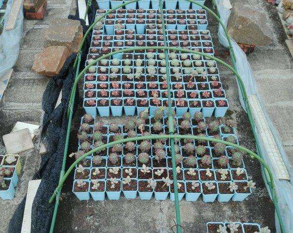 广东地区多肉大棚的商家地址在哪里