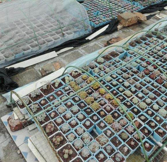 广东地区多肉大棚的商家地址在哪里