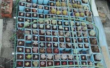 广东地区多肉大棚的商家地址在哪里