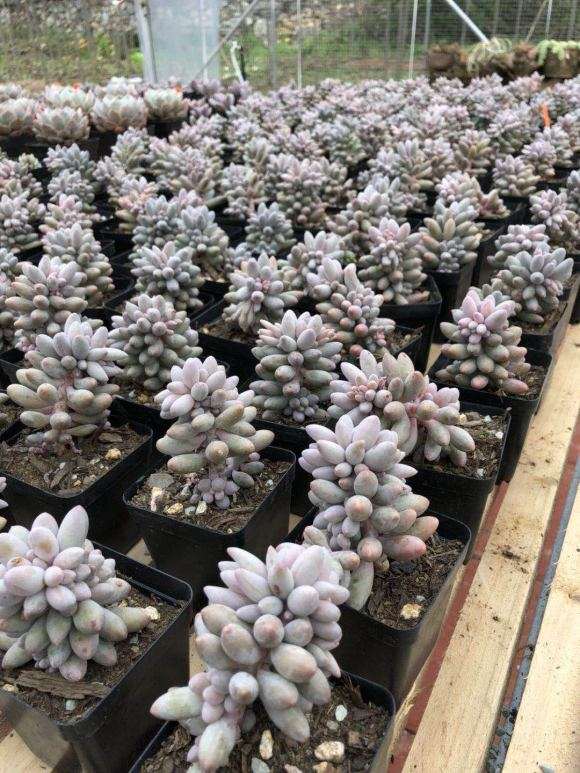 贵州兴义清风多肉大棚园 具体地址