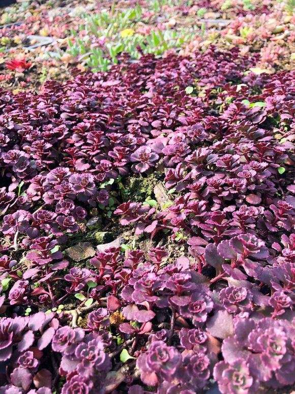 贵州兴义清风多肉大棚园 具体地址