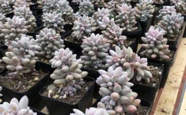 贵州兴义清风多肉大棚园 具体地址