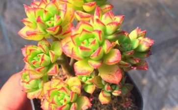 威海多肉大棚都在哪里 求地址