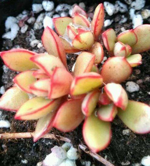 石家庄秀雅多肉大棚地址和联系方式