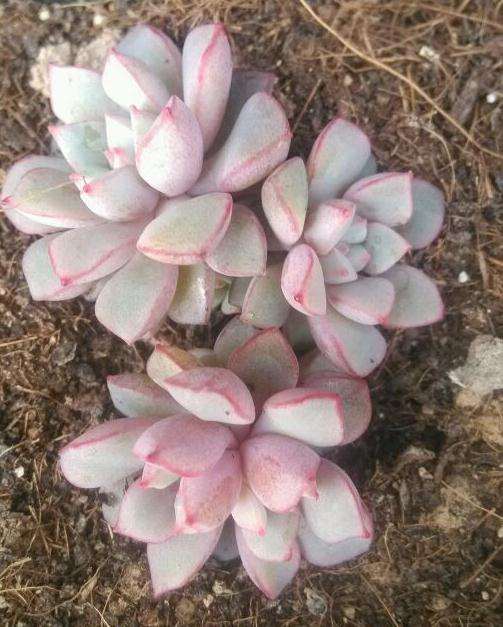 石家庄秀雅多肉大棚地址和联系方式