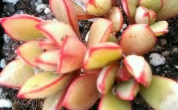 石家庄秀雅多肉大棚地址和联系方式