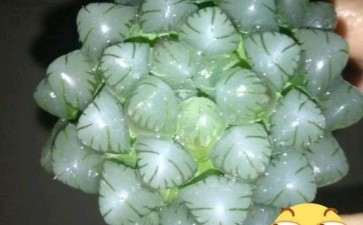 开封有没有卖多肉的大棚 地址在哪里