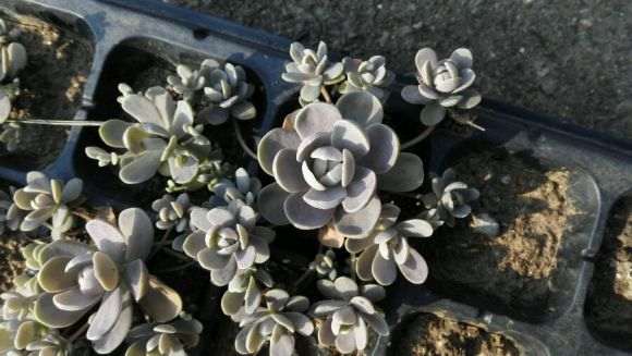 求山东青岛城阳区的多肉大棚地址