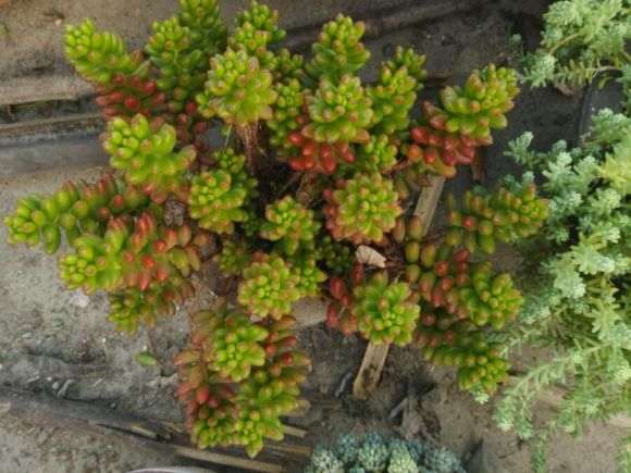 求山东青岛城阳区的多肉大棚地址