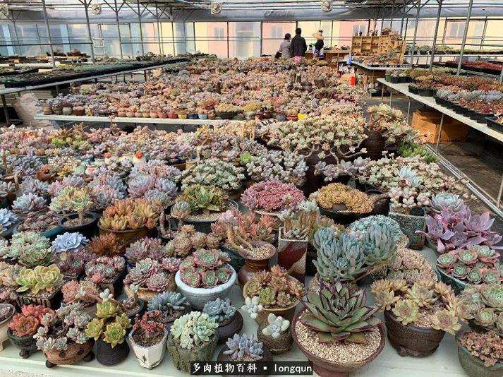 南宁多肉植物大棚地址在在哪里