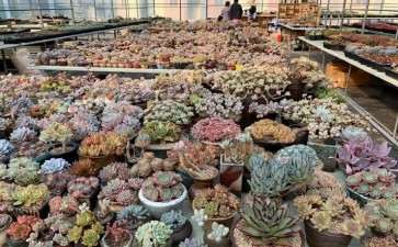 南宁多肉植物大棚地址在在哪里