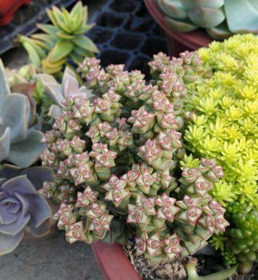 北京某大棚卖多肉黑心店