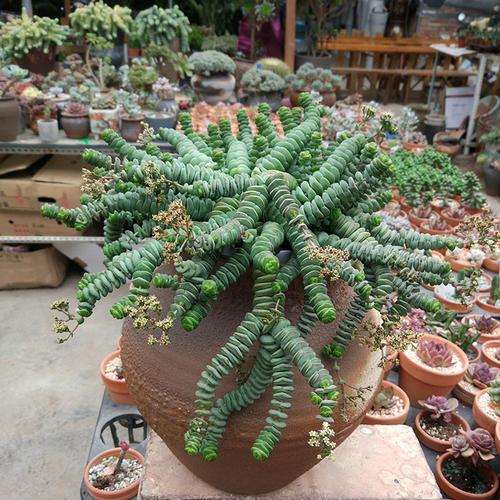 北京某大棚卖多肉黑心店