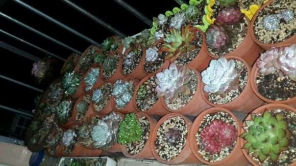 牟平多肉大棚地址在哪里