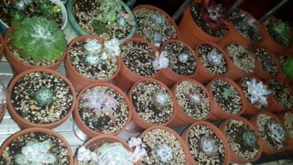 牟平多肉大棚地址在哪里