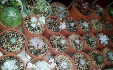 牟平多肉大棚地址在哪里 怎么走